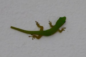 grüner Gecko als Haustier