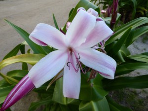 Blumen