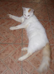 Restaurant-Katze