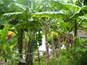 Bananen