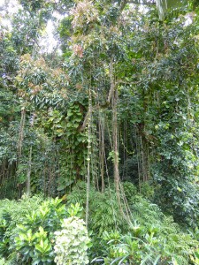Lianenbaum