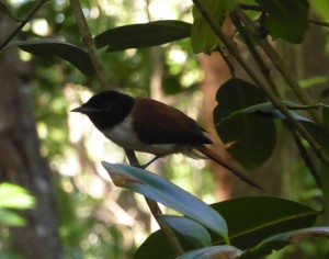 Paradise Flycatcher Dame