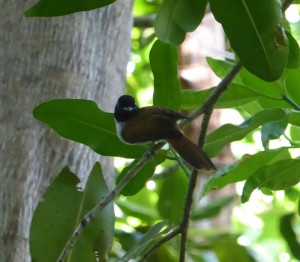 Paradise Flycatcher Dame
