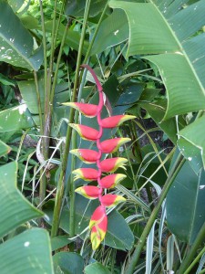 Blume