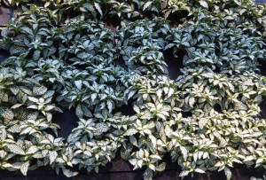 Living Wall