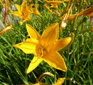 Lilien im Park