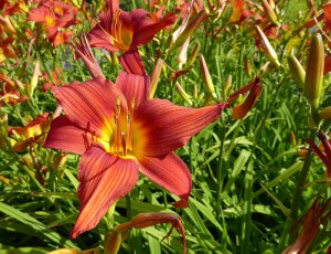 Lilien im Park