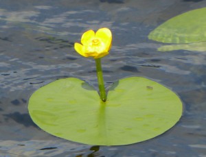 Seerose