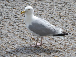 Möwe