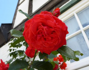 Fachwerkhaus mit Blumen