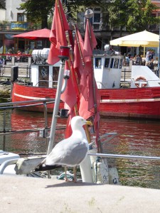 Möwe