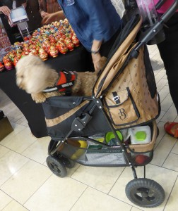 unser "Service Dog" - etwas fotoscheu