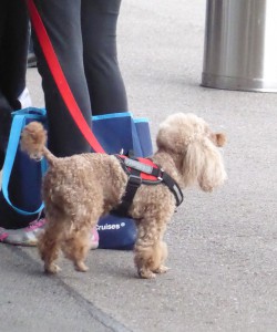 unser "Service Dog" darf auch mal laufen