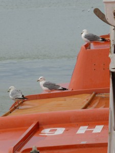 Rettungsboote von Möwen belagert