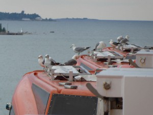 Rettungsboote von Möwen belagert