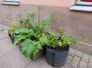 Beete auf finnische Art