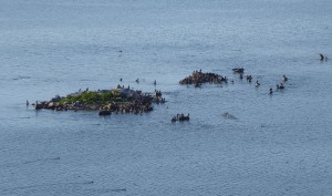 Kormoraninsel