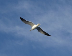 Möwe