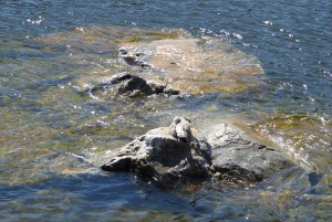 Vogelsuchbild