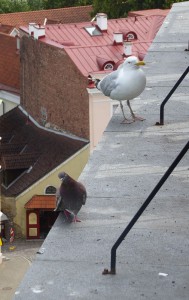 Taube und Möwe