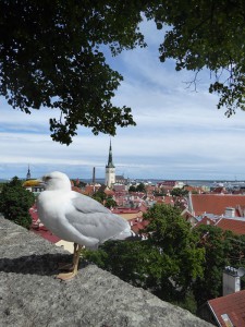 Möwe