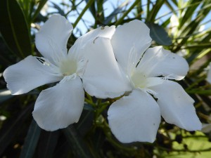 Oleanderblüten