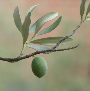 Mediterraner Garten