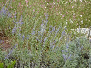 Mediterraner Garten