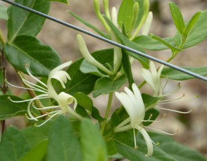 Mediterraner Garten