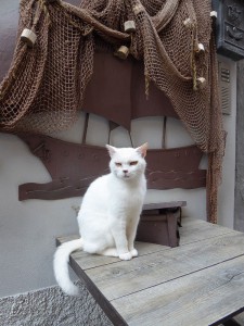 Katze in Portovenere