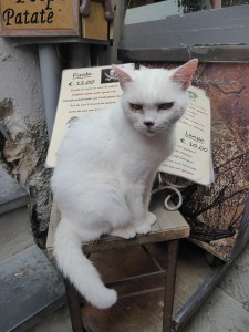 Katze in Portovenere