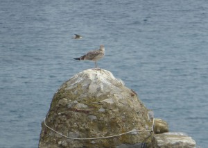 Möwe am Turm
