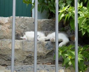 Katze in Portovenere