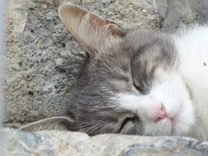 Katze in Portovenere