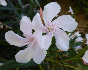 Oleanderblüten