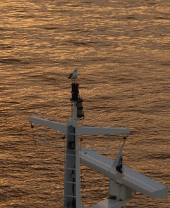 Morgenstimmung mit Möwe