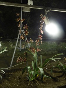 Orchidee
