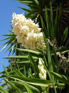 Yukka-Blüte im Parc de la Ciutadella