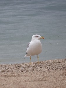 Beaulieu sur Mer