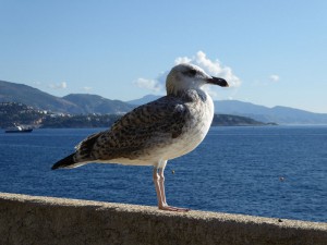 Monaco Möwe