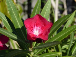 Oleanderblüte