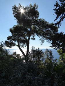 Jardin St-Martin