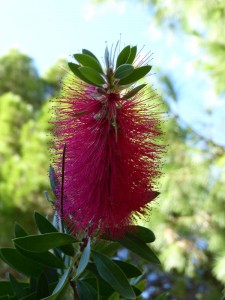 Jardin St-Martin