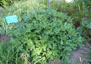Pitosporum oder falsche Orange