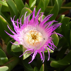 Jardin d´Eze