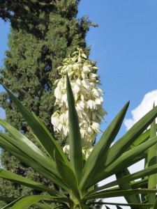 Jardin d´Eze