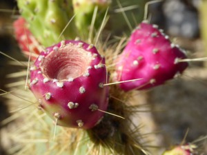Jardin d´Eze