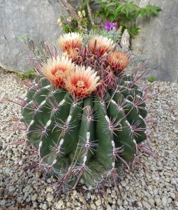 Jardin d´Eze
