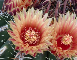 Jardin d´Eze