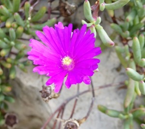 Jardin d´Eze